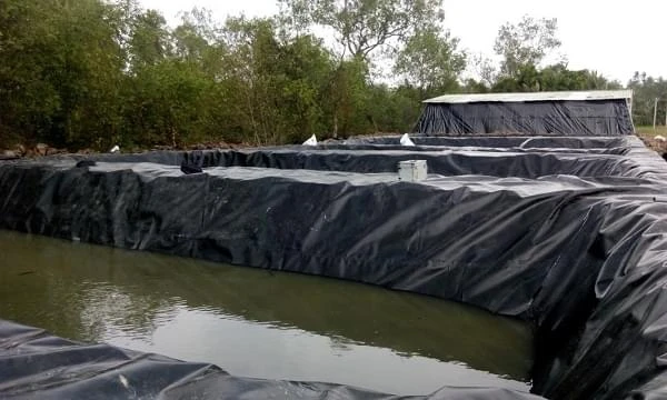 Báo giá bạt lót hồ cá HDPE